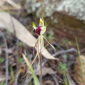 Caladenia parva at Uriarra Village, ACT - 4 Oct 2024