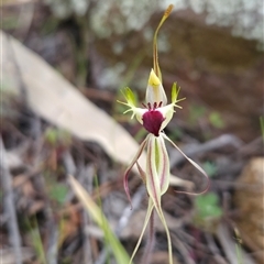 Caladenia parva at Uriarra Village, ACT - 4 Oct 2024