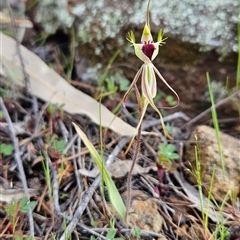 Caladenia parva at Uriarra Village, ACT - 4 Oct 2024