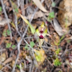 Caladenia parva at Uriarra Village, ACT - 4 Oct 2024