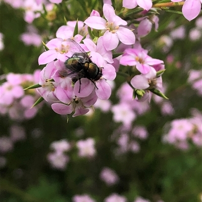 Lucilia cuprina (Australian sheep blowfly) at Dunlop, ACT - 4 Oct 2024 by ploffskinpluffskin