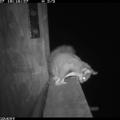 Petaurus norfolcensis (Squirrel Glider) at Thurgoona, NSW - 27 Sep 2024 by AlburyCityEnviros