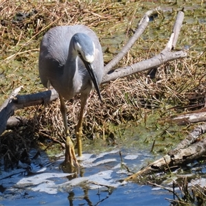 Egretta novaehollandiae at Fyshwick, ACT - 3 Oct 2024 01:19 PM