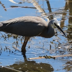 Egretta novaehollandiae at Fyshwick, ACT - 3 Oct 2024 01:19 PM