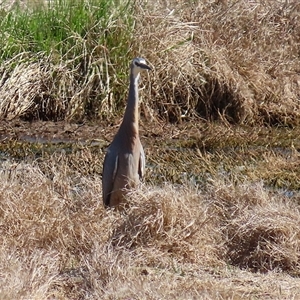 Egretta novaehollandiae at Fyshwick, ACT - 3 Oct 2024 01:19 PM