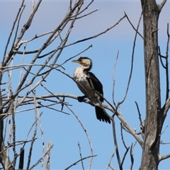 Microcarbo melanoleucos at Fyshwick, ACT - 3 Oct 2024