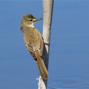 Acrocephalus australis at Fyshwick, ACT - 3 Oct 2024