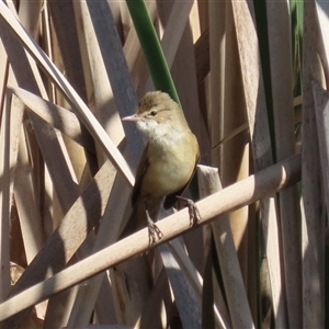 Acrocephalus australis at Fyshwick, ACT - 3 Oct 2024