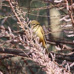 Acrocephalus australis at Fyshwick, ACT - 3 Oct 2024