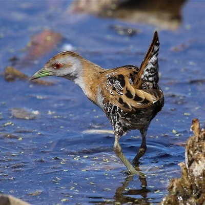 Zapornia pusilla (Baillon's Crake) at Fyshwick, ACT - 3 Oct 2024 by RodDeb