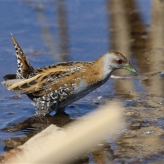 Zapornia pusilla at Fyshwick, ACT - 3 Oct 2024