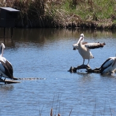 Pelecanus conspicillatus at Fyshwick, ACT - 3 Oct 2024