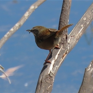 Sericornis frontalis at Fyshwick, ACT - 3 Oct 2024 01:40 PM