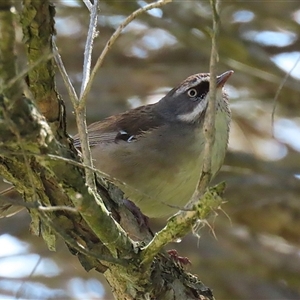 Sericornis frontalis at Fyshwick, ACT - 3 Oct 2024