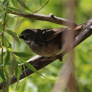 Sericornis frontalis at Fyshwick, ACT - 3 Oct 2024 01:40 PM