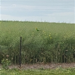 Polytelis swainsonii (Superb Parrot) at Molong, NSW - 4 Oct 2024 by Hannah