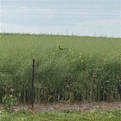 Polytelis swainsonii (Superb Parrot) at Molong, NSW - 4 Oct 2024 by Hannah