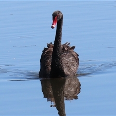 Cygnus atratus at Fyshwick, ACT - 3 Oct 2024