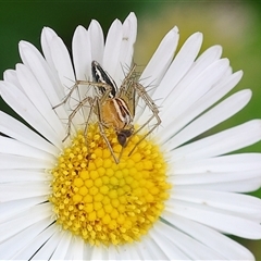 Oxyopes sp. (genus) (Lynx spider) at Wodonga, VIC - 4 Oct 2024 by KylieWaldon