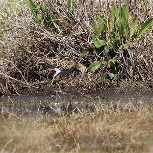 Gallinago hardwickii at Fyshwick, ACT - 3 Oct 2024 01:08 PM