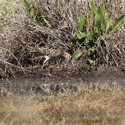 Gallinago hardwickii (Latham's Snipe) at Fyshwick, ACT - 3 Oct 2024 by RodDeb