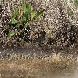 Gallinago hardwickii at Fyshwick, ACT - 3 Oct 2024 01:08 PM