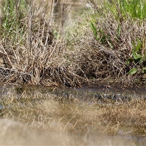 Gallinago hardwickii at Fyshwick, ACT - 3 Oct 2024 01:08 PM