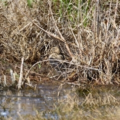 Gallinago hardwickii at Fyshwick, ACT - 3 Oct 2024 01:08 PM