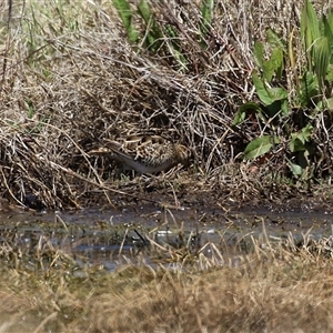 Gallinago hardwickii at Fyshwick, ACT - 3 Oct 2024 01:08 PM