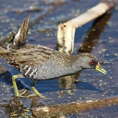 Porzana fluminea (Australian Spotted Crake) at Fyshwick, ACT - 3 Oct 2024 by RodDeb