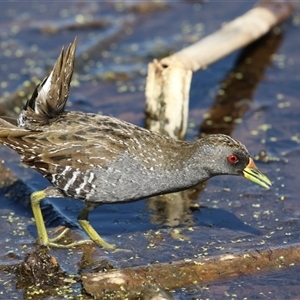 Porzana fluminea at Fyshwick, ACT - 3 Oct 2024