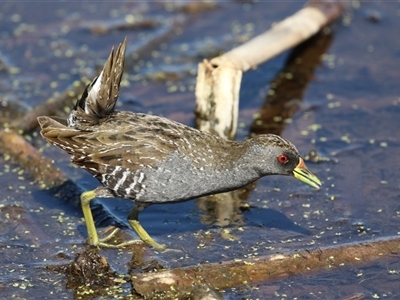 Porzana fluminea (Australian Spotted Crake) at Fyshwick, ACT - 3 Oct 2024 by RodDeb