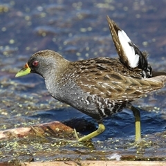 Porzana fluminea at Fyshwick, ACT - 3 Oct 2024