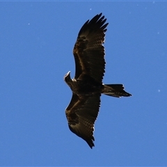 Aquila audax (Wedge-tailed Eagle) at Fyshwick, ACT - 3 Oct 2024 by RodDeb