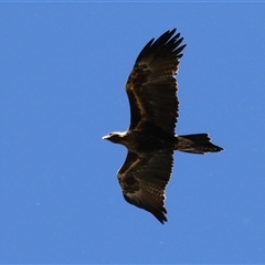 Aquila audax at Fyshwick, ACT - 3 Oct 2024