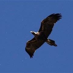 Aquila audax at Fyshwick, ACT - 3 Oct 2024