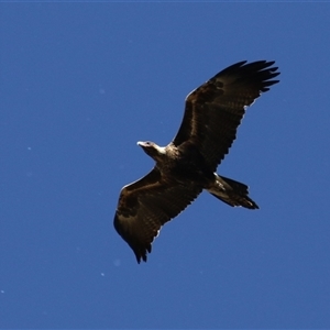 Aquila audax at Fyshwick, ACT - 3 Oct 2024 02:18 PM