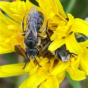 Lasioglossum (Chilalictus) lanarium at Whitlam, ACT - 2 Oct 2024