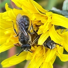 Lasioglossum (Chilalictus) lanarium at Whitlam, ACT - 2 Oct 2024