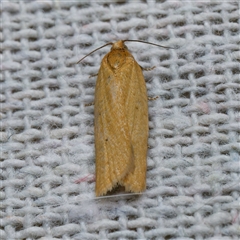 Epiphyas caryotis (A Tortricid moth) at Harrison, ACT - 3 Oct 2024 by DPRees125