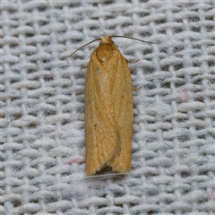 Epiphyas caryotis (A Tortricid moth) at Harrison, ACT - 3 Oct 2024 by DPRees125