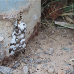 Porela vitulina (Banded Porela) at Monash, ACT - 4 Oct 2024 by SandraH