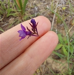 Linaria pelisseriana (Pelisser's Toadflax) at Hume, ACT - 4 Oct 2024 by Montane