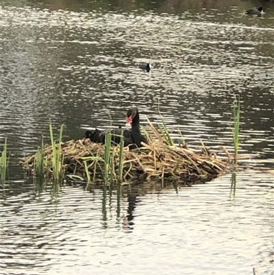 Cygnus atratus (Black Swan) at Casey, ACT - 4 Oct 2024 by ploffskinpluffskin