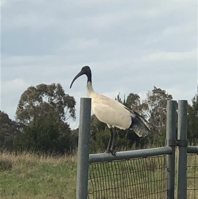 Threskiornis molucca (Australian White Ibis) at Casey, ACT - 4 Oct 2024 by ploffskinpluffskin