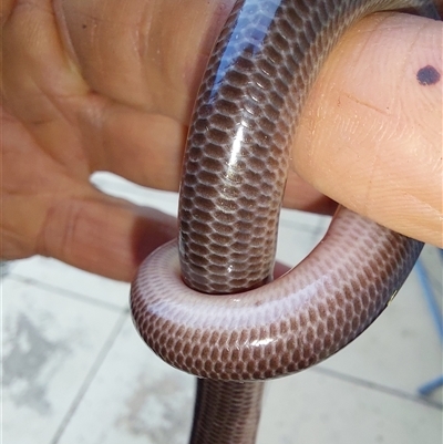 Anilios proximus (Woodland Blind Snake) at Wirlinga, NSW - 4 Oct 2024 by RobCook