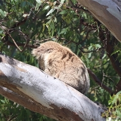 Phascolarctos cinereus (Koala) at Raymond Island, VIC - 31 Dec 2023 by HappyWanderer