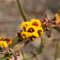 Daviesia leptophylla (Slender Bitter Pea) at Captains Flat, NSW - 4 Oct 2024 by Csteele4