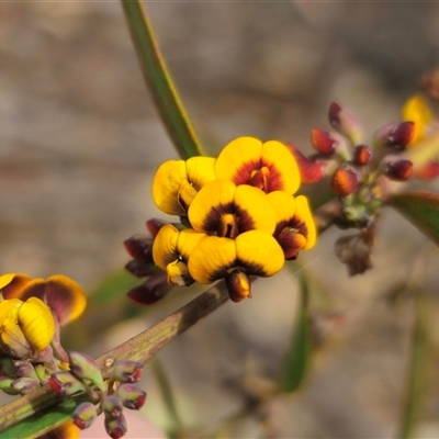 Daviesia leptophylla (Slender Bitter Pea) at Captains Flat, NSW - 4 Oct 2024 by Csteele4