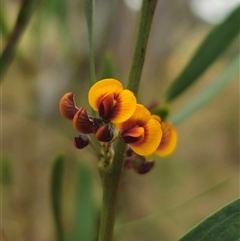 Daviesia leptophylla at Captains Flat, NSW - 4 Oct 2024